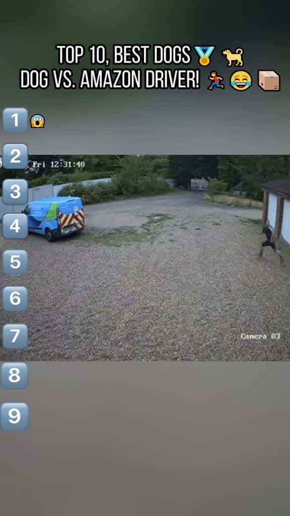 Cover for This Dog HATES Amazon Prime fouryou usa tiktok dogsoftiktok pet dog 82911 #nicevideo