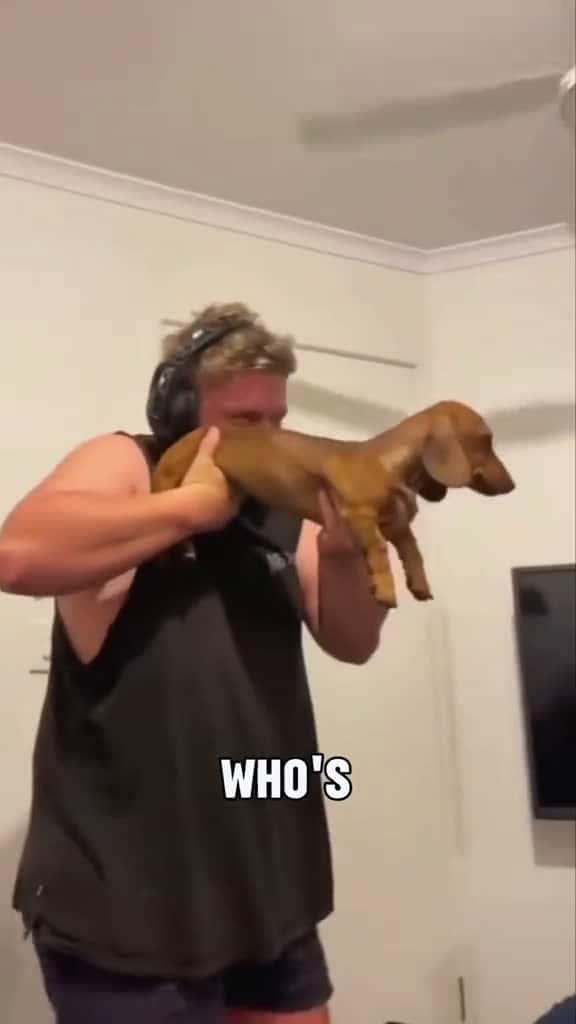 Cover for Dachshund#tiktok #foryou #animals #cute #pet #cute