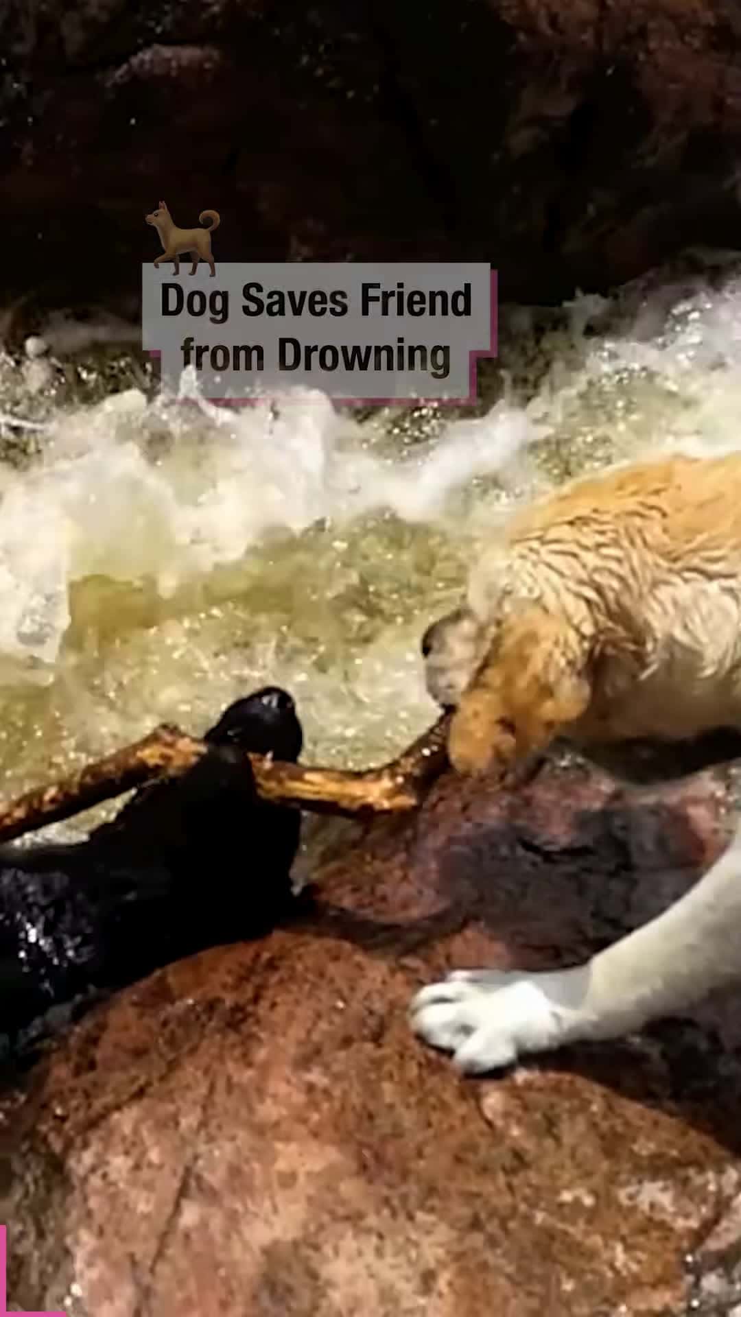 Cover for Dog Saves Friend from Drowning!
