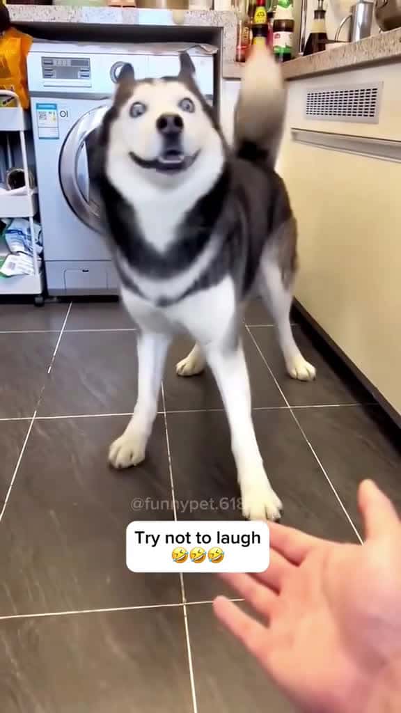 Cover for Dog Throws Lamp At Owner!