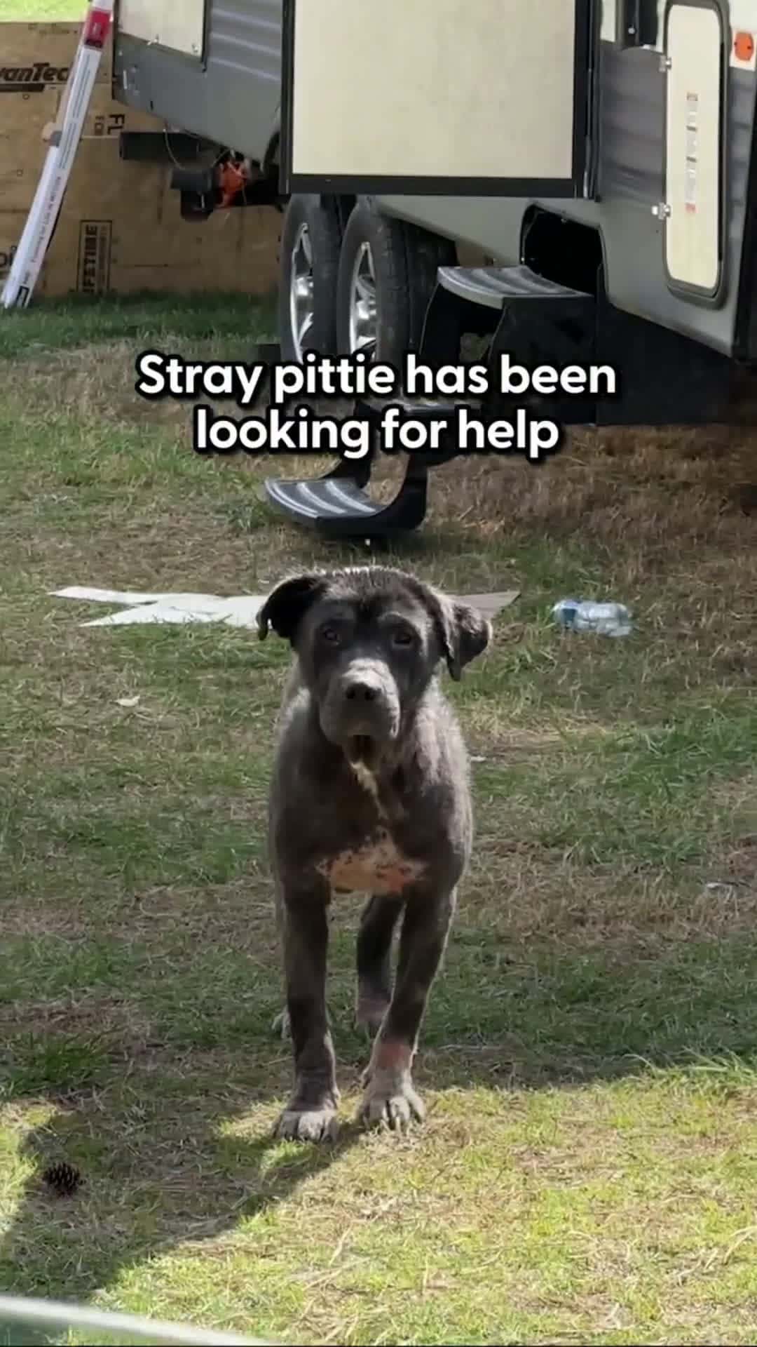 Cover for Stray Pittie Wanders To A Stranger's Home Looking For HelpStray pittie was in such bad shape, no one wanted to come near him — the way he melts the moment this woman gives him his first scratch on the head and promises to rescue 