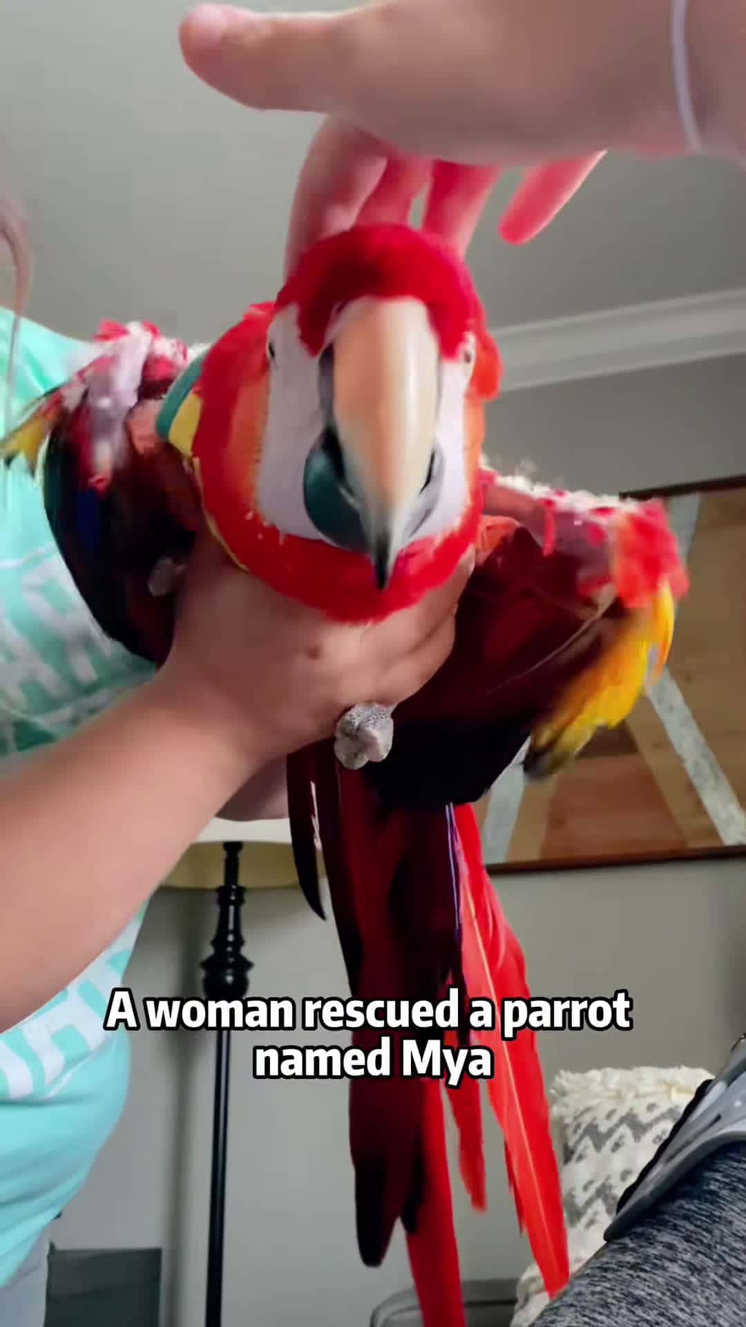 Cover for #FirstVideoChallenge Parrots without toes can also fly! #parrot #animals #foryou #fyp