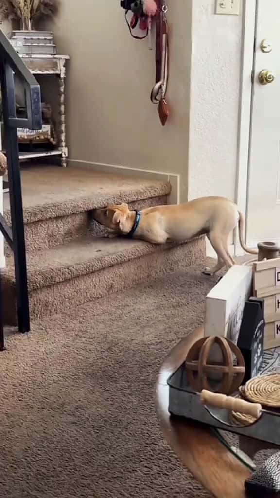 Cover for Try not to laugh when you watch funny dog animals funnyvideos cat haha pet funnypets PetsO 10030 #trend