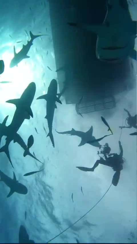 Cover for Shark Waters deep - getting back to the boat #shark #sharks #ocean #explore #nature #adventure_0416 (2)