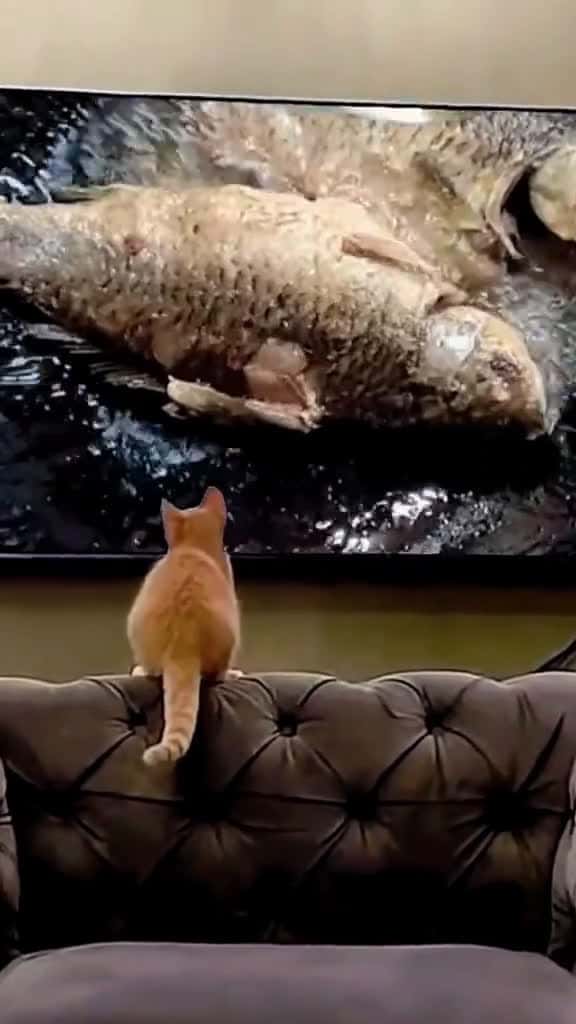 Cover for cattok 58830 #shortvideos