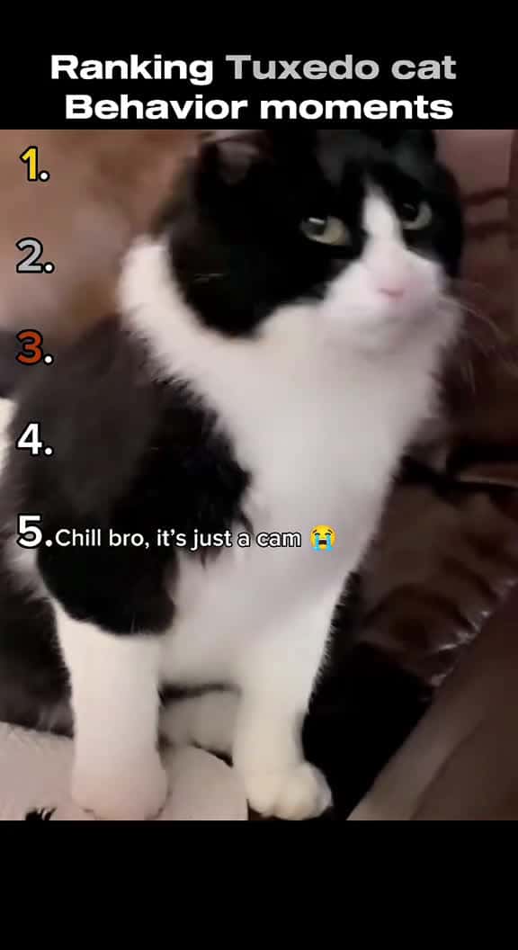 Cover for Ranking The best Tuxedo cat Behavior Moments - wait for the end TuxedoCat ViralCa 62898 #american