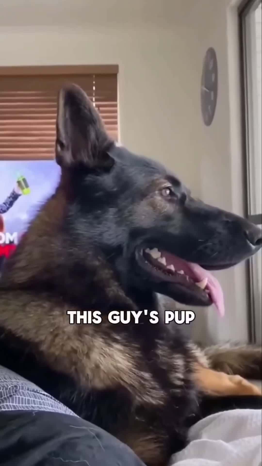 Cover for Dog is still sharp😱 #scoopz  #trending  #viral  #dogs  #doglovers 