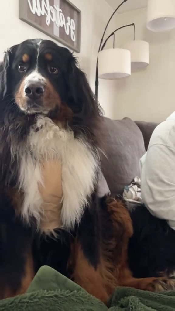 Cover for It really looks like it s thinking fyp dog dogs doglover dogsoftiktok 76526 #shortvideos