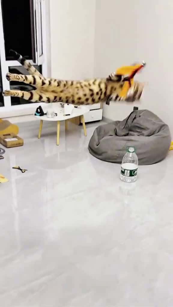 Cover for Good jobpets cats catsoftiktok funny cute foryou 31329 #ilovescoopz