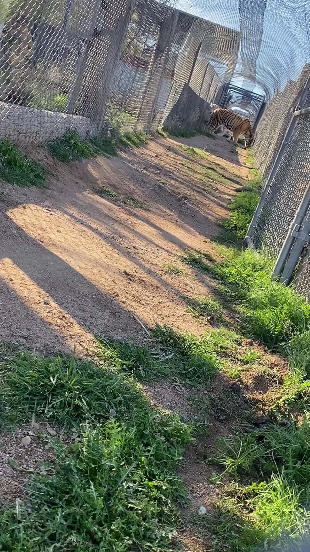 Cover for He says “oh hey lady” #outofafricapark 