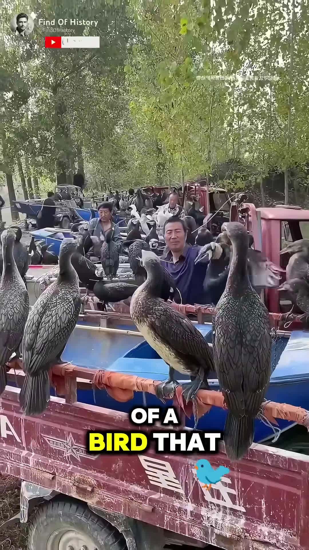 Cover for Unique This Bird Catches Fish for Humans Part 01 shorts short unique