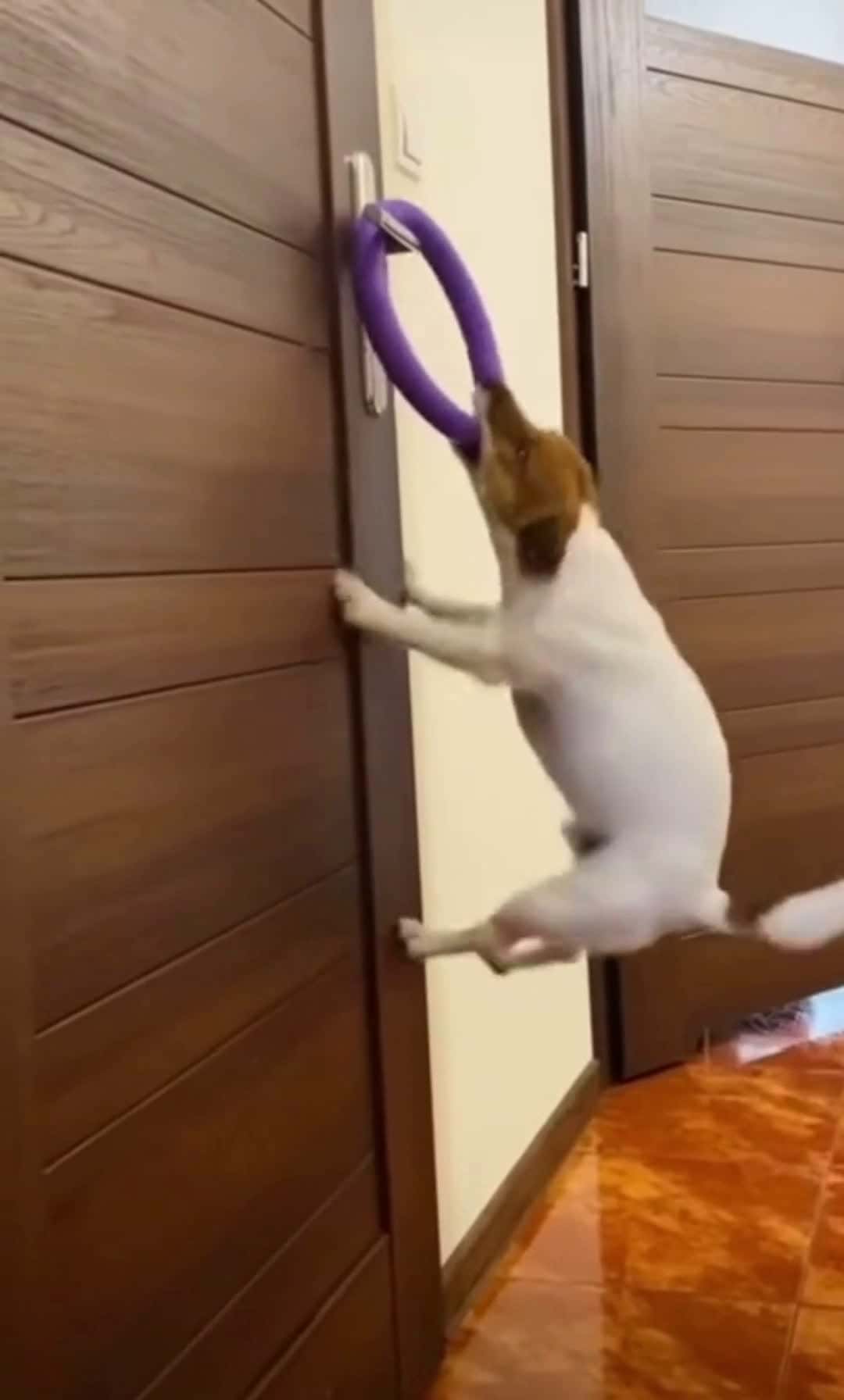 Cover for #fyp #viral #foryou #capcut #dance #dog #viralvideo #trending #funny #funnyvideos #cat #foryoupage #duet #like