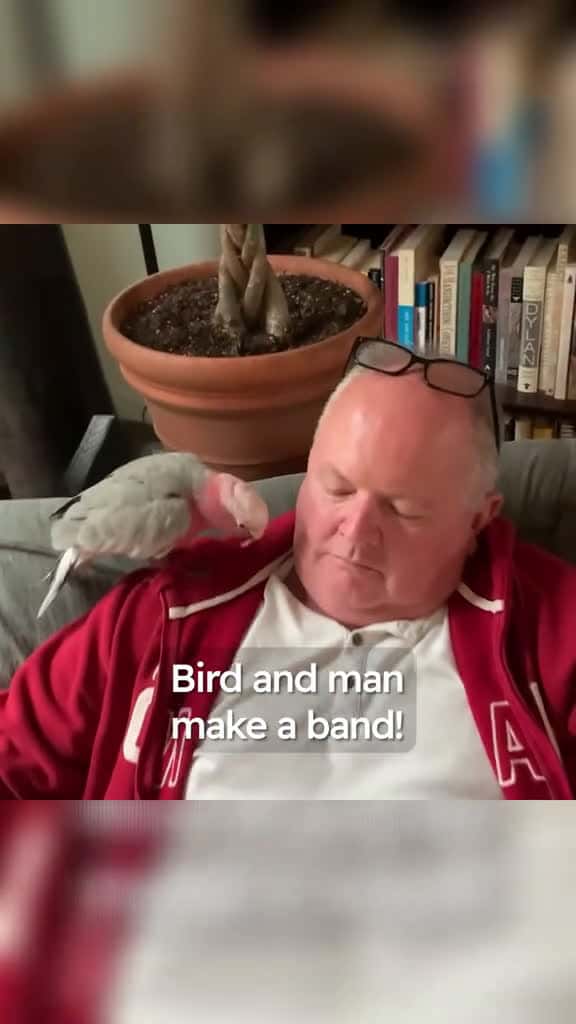 Cover for Spicy Cockatoo Only Mellows Out When Dad Plays Guitar cockatoo cockatoosoftik animals 15562 #shortvideosscoopz