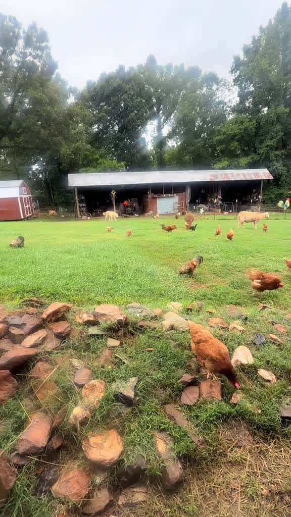 Cover for #symphony #farmlife #all #soul #here  created by Natalie with Lorne Balfe & Russell Emanuel & Steve Kofsky’s Ode to Joy- Symphony No.9 in D Minor 'choral'