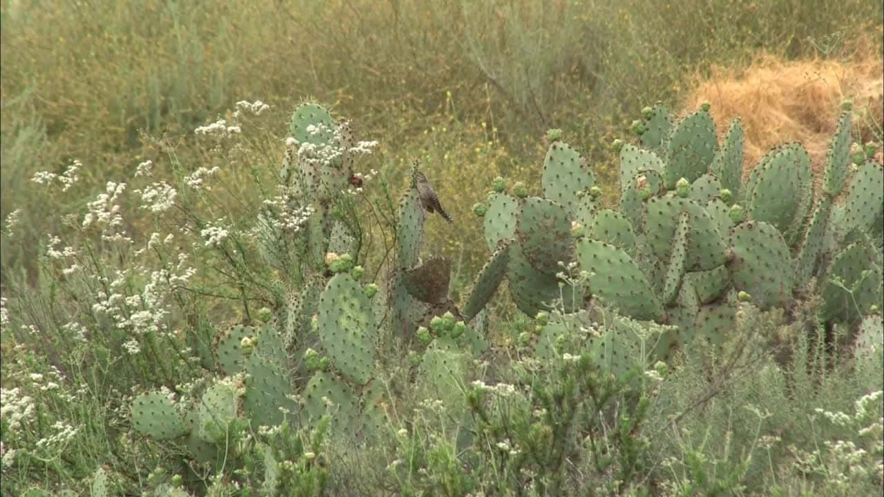 Cover for Why Cacti Is So Important, Especially After Wildfires