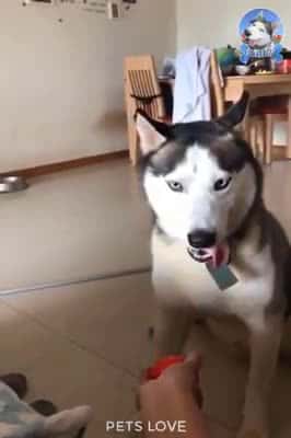 Cover for Funny Dogs and Cute #37 #FunnyDogs #Dogs #CuteDogs #FunnyPets #Pets