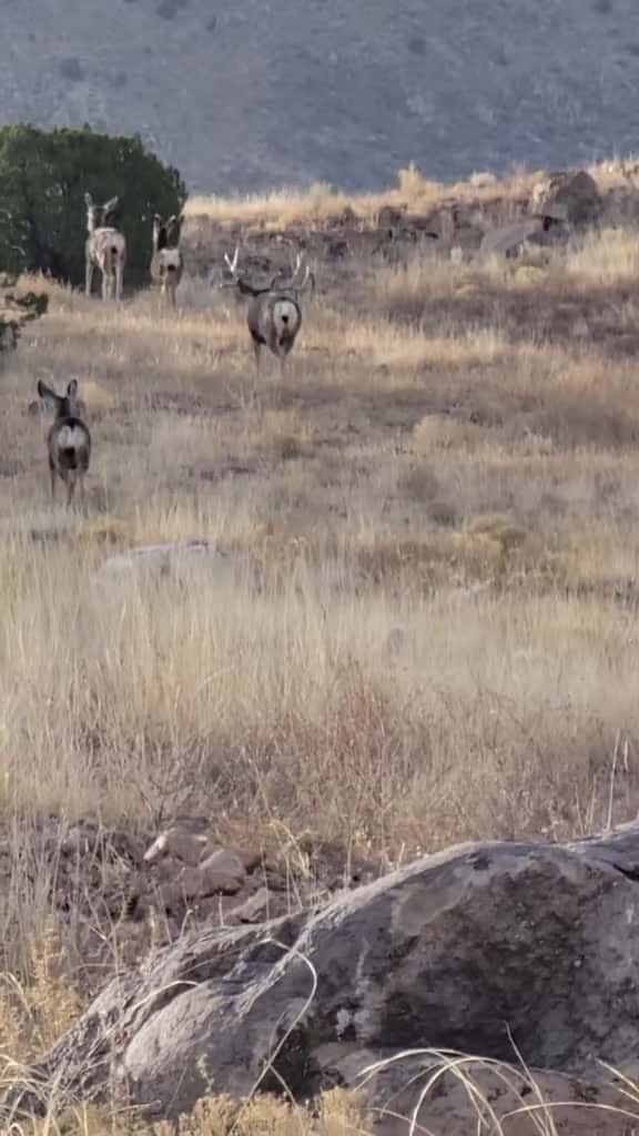 Cover for Spotted the biggest mule deer of my life in New Mexico! 🦌 #muledeer #hunting #newmexico