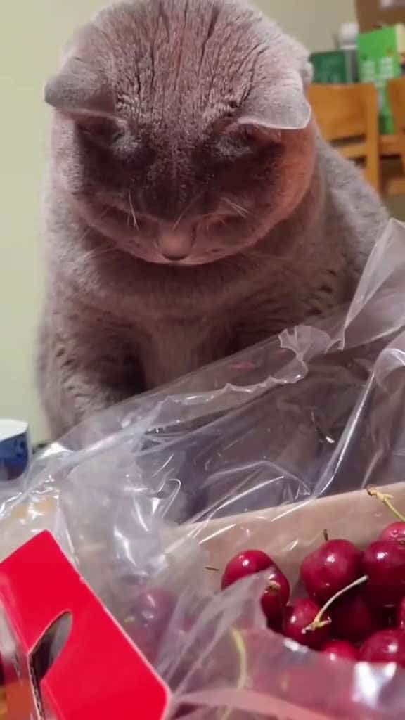 Cover for cat funnycat cutecat fyp funny funnyvideos cutecatsoftiktok foryou follower 70219 #nicevideo