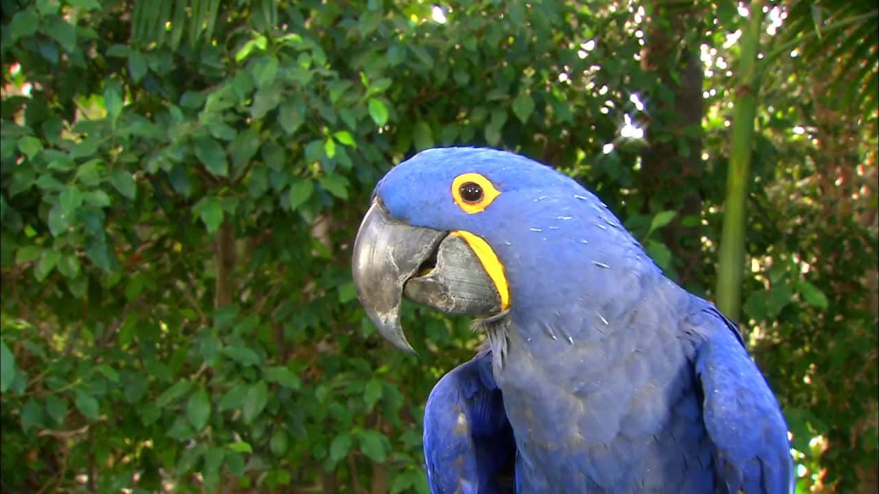 Cover for This is No Doubt One of the Biggest and Coolest Parrots in the World