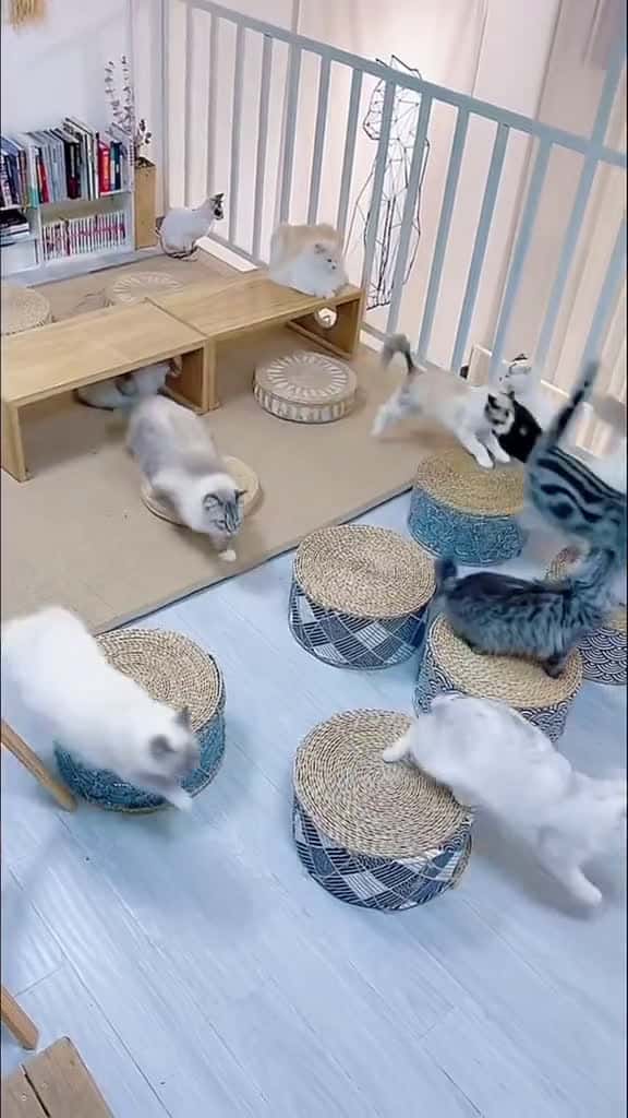 Cover for Time to eat...pet cat lovely cute funny foryou 88933 #trend