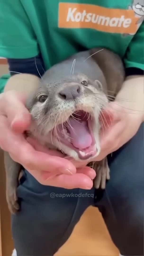Cover for Funny otter #funny #funnyanimls #funnyanimal #funnyshorts #animals #pets #foryou #fyp