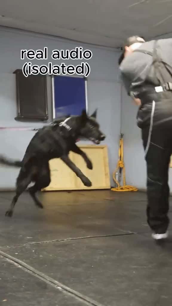 Cover for 'young dog demonstrates prey drive #germanshepherd #alsatian #malinois #schutzhund #igp' by Rose Short