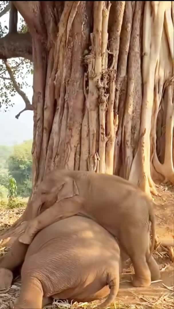 Cover for This cute naughty baby elephant always bothers her sister while sleeping😆 #babyelephant #shorts_095 (2)
