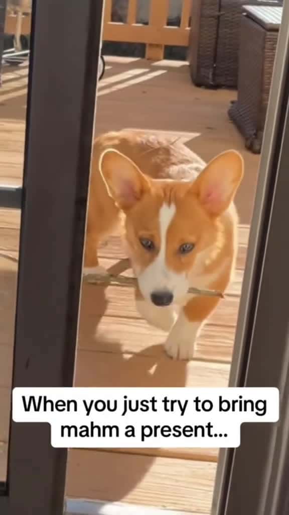 Cover for Funny dog foryou funny dog fyp funnyvideo interesting funnyvideo 01742 #america