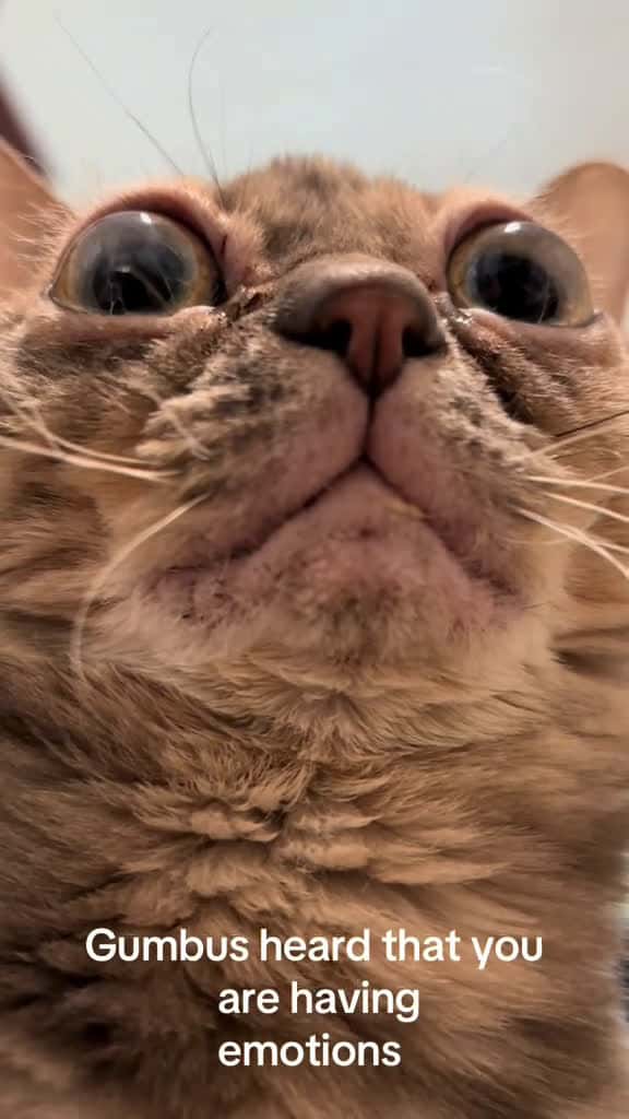 Cover for Gumbus says that it is Halloween now. It is too hot and Gumbus is over it 🎃 #fyp #foryoupage #Gumbus #rescuekitten #catsoftiktok #kittensoftiktok #rescuecat  created by Gumbus with Elijah Lee’s Dreamy