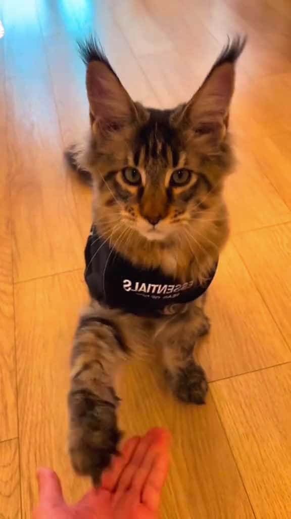 Cover for Cat shaking hands cat catsoftiktok catlover funny funnyvideos foryou fypage fyp funnycat f 28010 #ilovescoopz