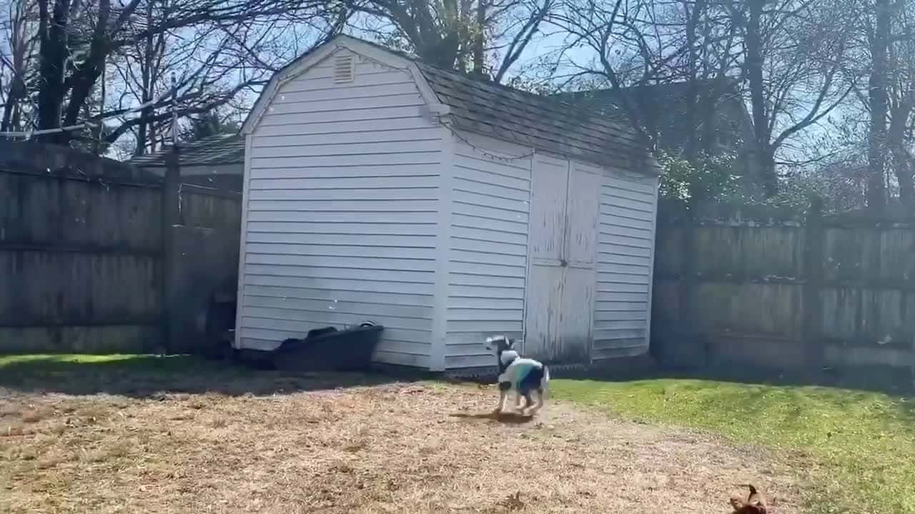 Cover for Dog playing bubbles at the backyard