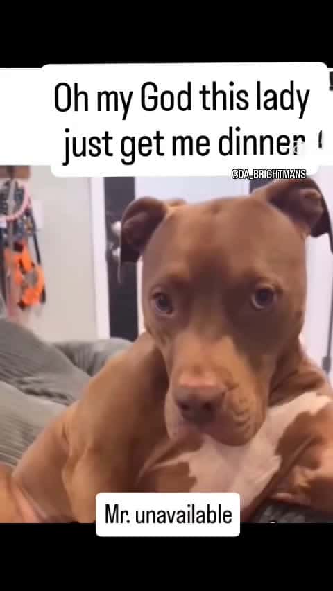 Cover for Po doggie sick n tired of the banter ma'am 🤣🤣🤣🤣🤣🤣🤣