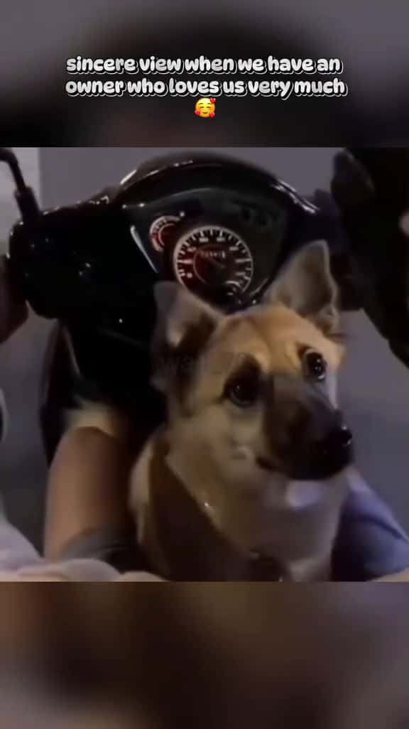 Cover for a look of falling in love  dog dogs dogshorts Love cute dogsoftiktok fyp viral 05319 #us