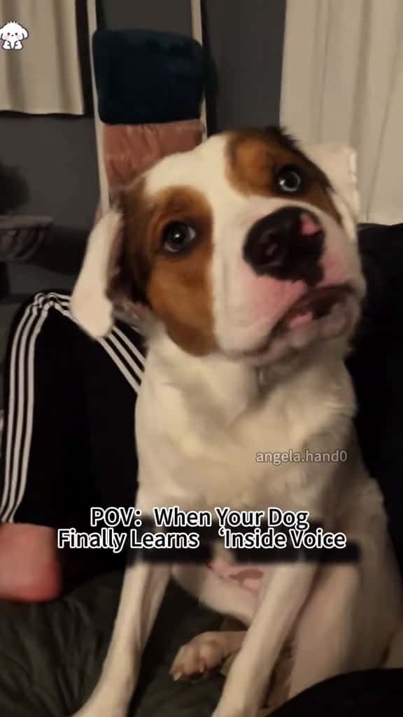 Cover for I taught my dog to whisper foryou fyp funny doghearingtest dog 81983 #trend