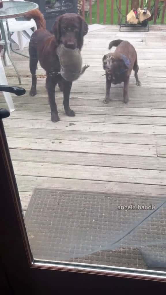 Cover for Bad dog foryou fyp funny dog dogsoftiktok 37951 #ilovescoopz