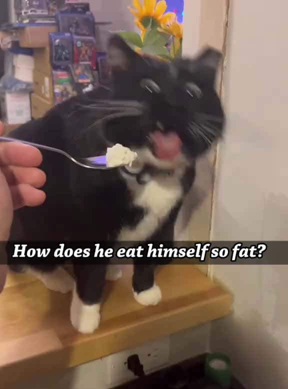 Cover for Cats smell unacceptable odors fyp foryou funnyanimasl funnycats catsoftiktok kitten 12959 #followMe