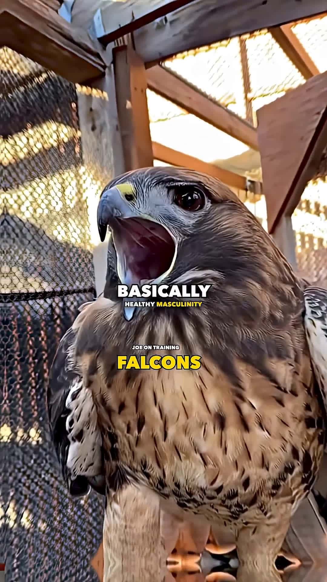 Cover for how to get a falcon #FirstVideoChallenge
