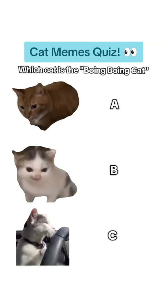 Cover for Cat Memes Quiz 2  fyp catmemes quiz funny catsoftiktok viral CapCut 05989 #nicevideo