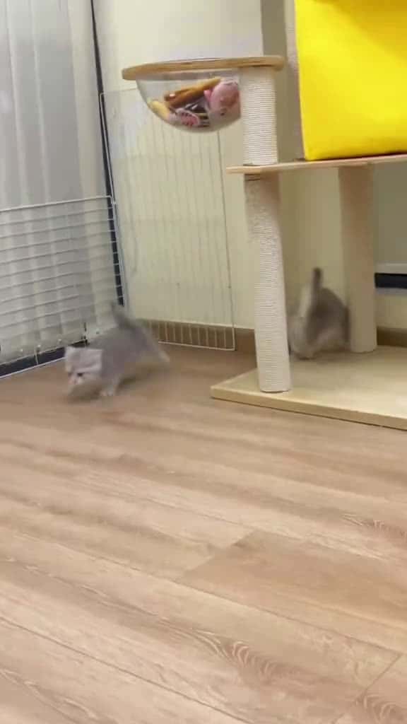 Cover for Ragdoll Cat\#cat #kitty #cutecat #funnycat #