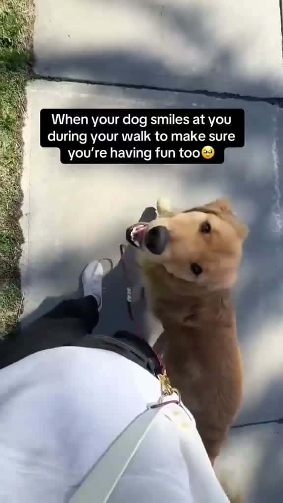 Cover for When your dog smiles at you during your walk to make sure you’re having fun too!
