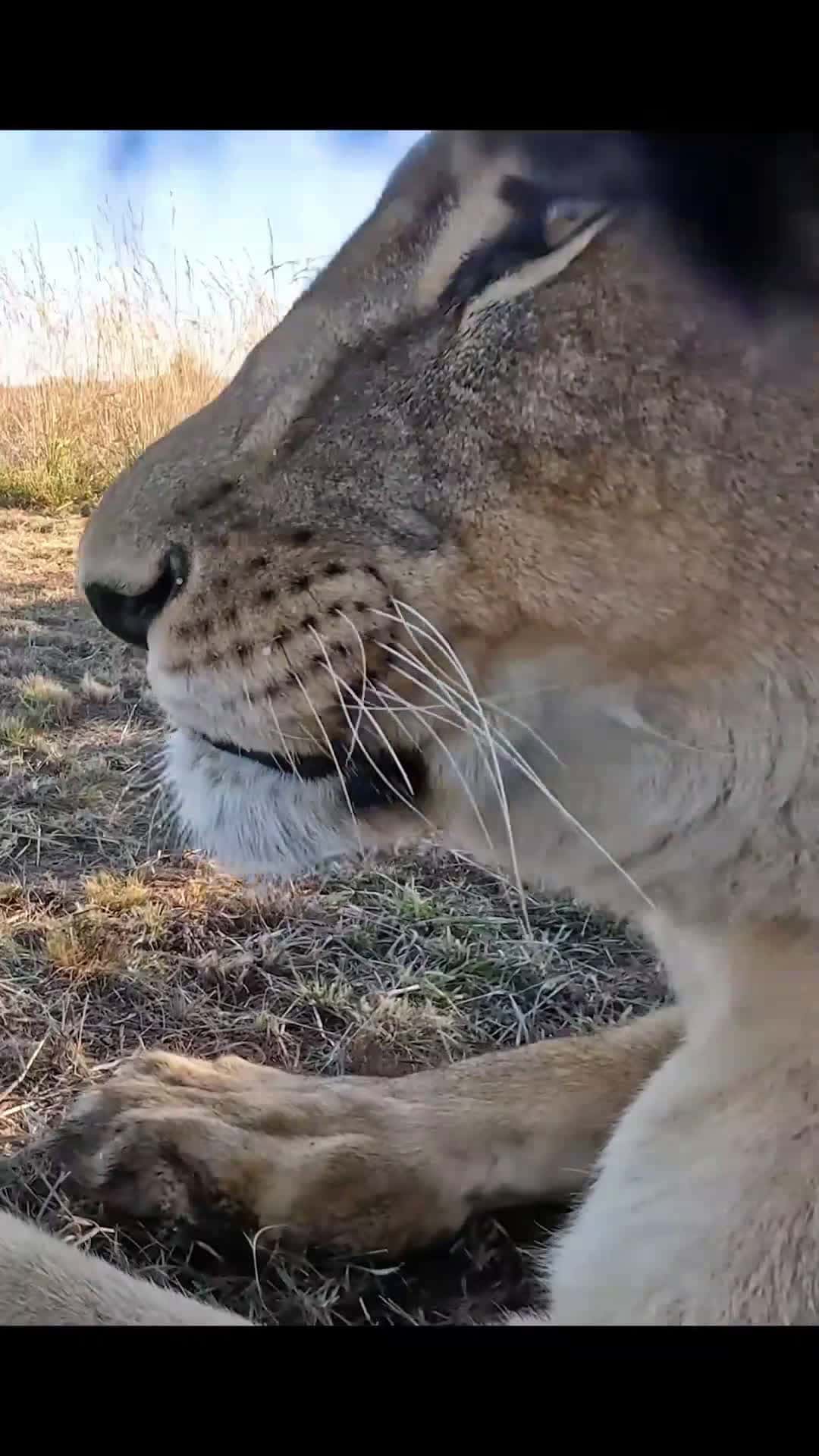 Cover for #kitty #kittycat #lion #funnyanimals #natur #bigcat♥️🥰♥️