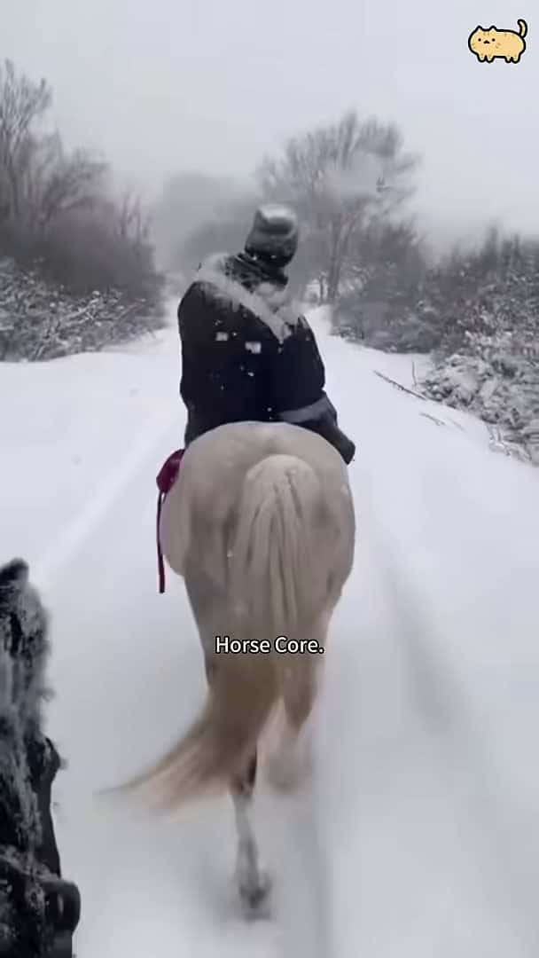 Cover for Horse core.🐴🐴#funnycats #funnyanimals #petvideos #horse #horses_64
