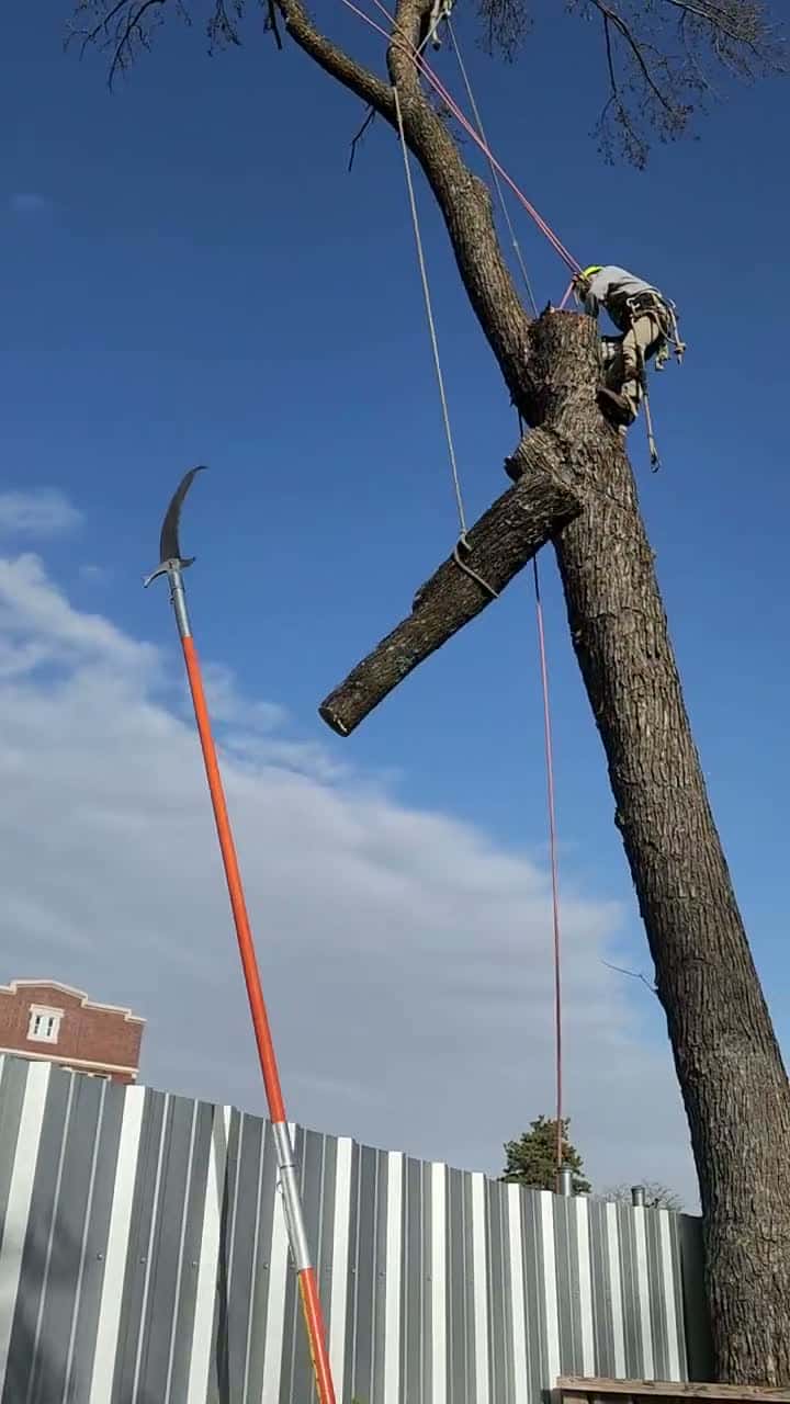 Cover for Tree Removal!!! Family Tree Service Removes a maple tree in Kansas City, Missouri. 