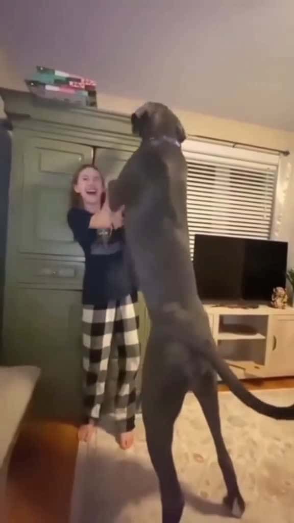 Cover for Funny big dog dog pet animals usa 51070 #shortvideosscoopz