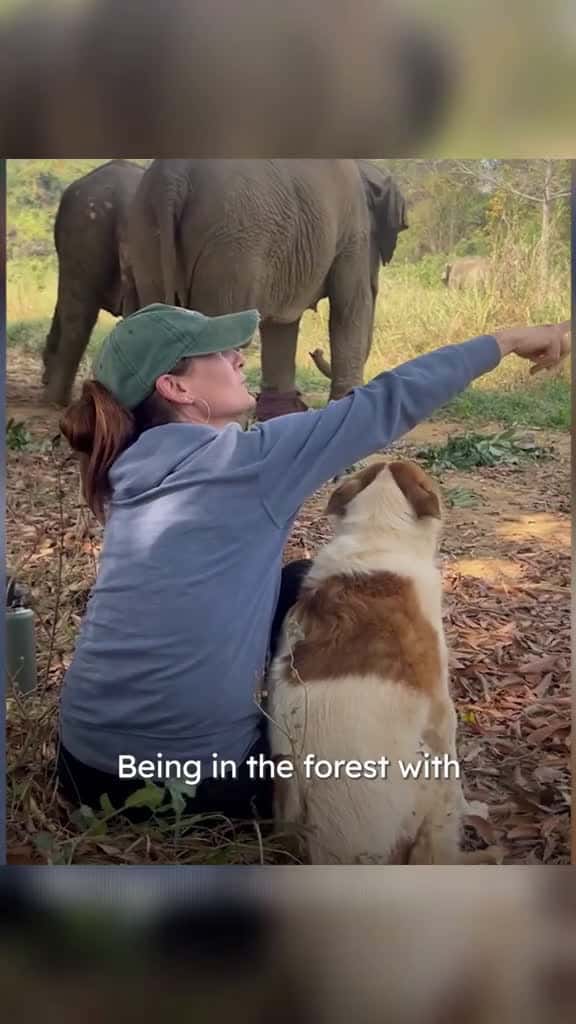 Cover for Dog Meets Elephants And Walks With Them Every Day dog dogsoftiktok animals 82026 #trending