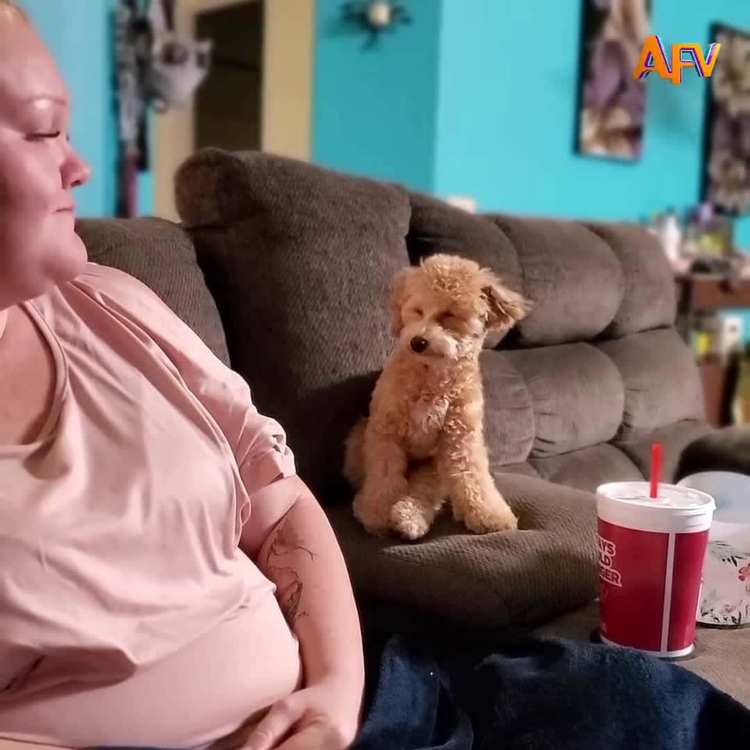 Cover for Raise your paw if you laughed!