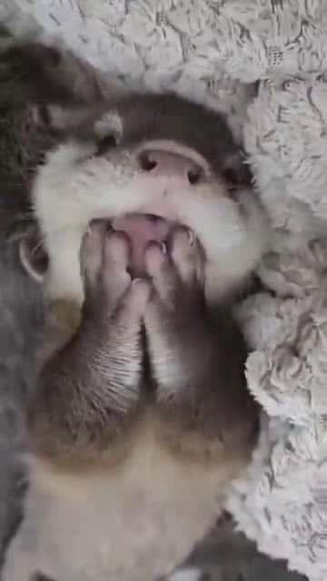 Cover for Rescued baby otter #OddlySatisfying