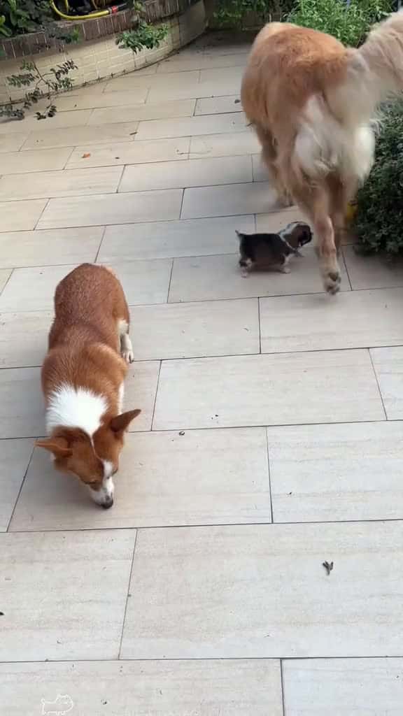 Cover for Funny dogs  #funny  #funnyvideos  #fun