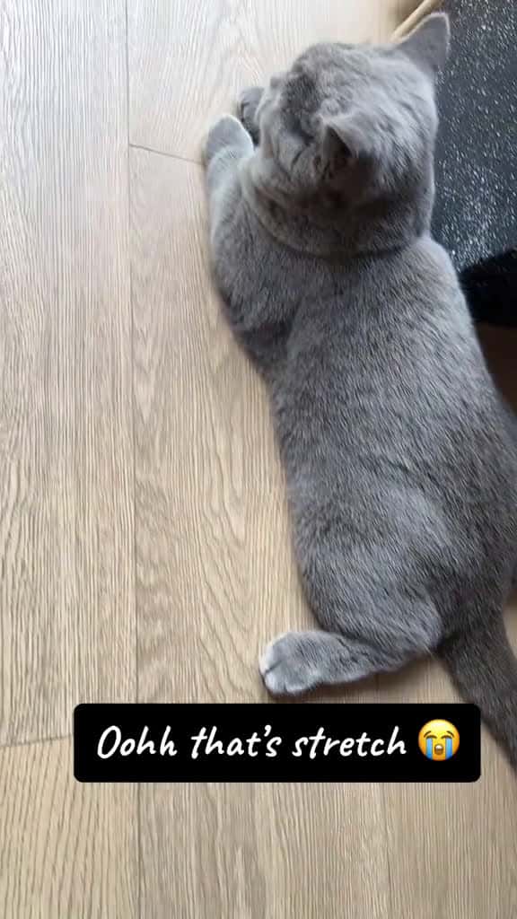 Cover for My 6 Months lazy cat. #bsh #catsoftiktok #britishshorthaircat #fyp 