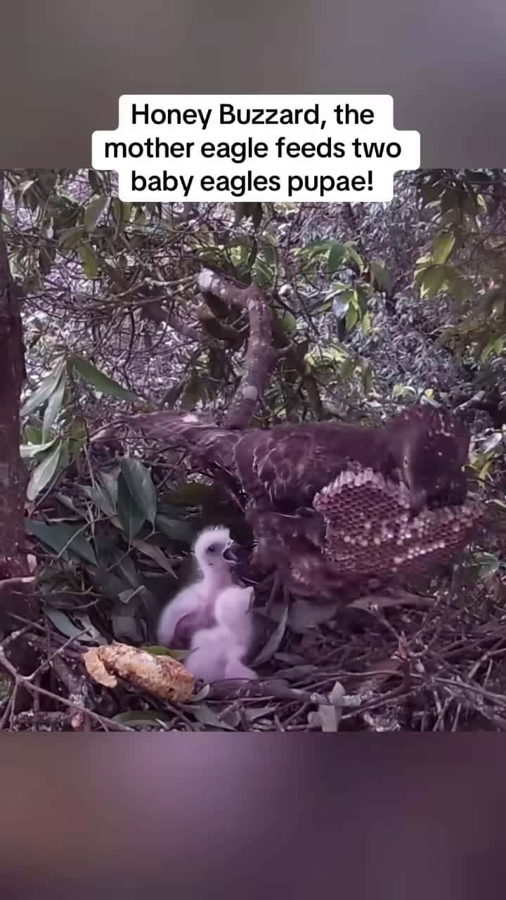 Cover for #CaughtOnCamera Watching the egg hatch and a baby bird be born! #bird